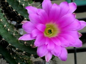 cactus bloom